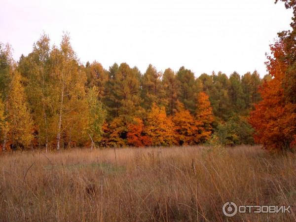 Лесопарк Кумысная поляна (Россия, Саратов) фото