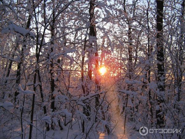 Лесопарк Кумысная поляна (Россия, Саратов) фото