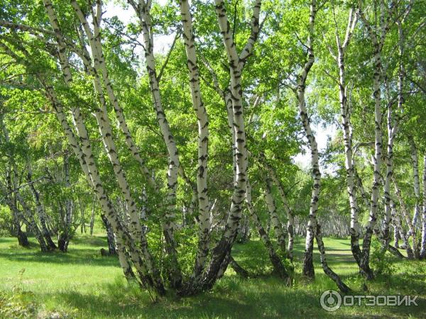 Лесопарк Кумысная поляна (Россия, Саратов) фото