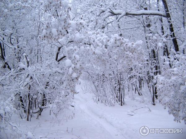 Лесопарк Кумысная поляна (Россия, Саратов) фото