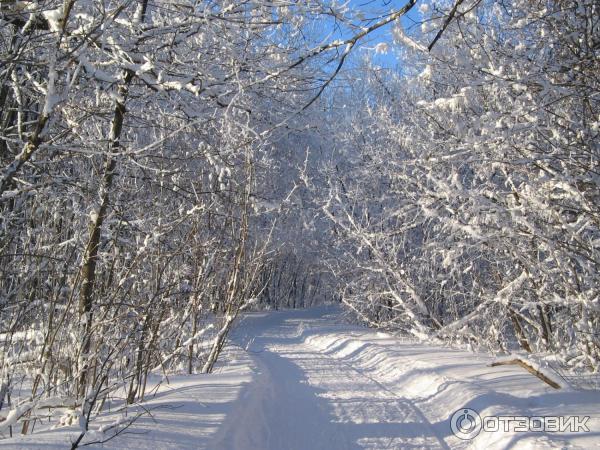 Лесопарк Кумысная поляна (Россия, Саратов) фото