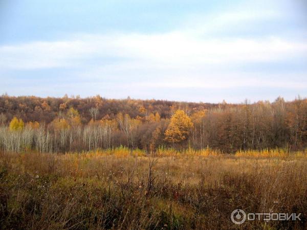 Лесопарк Кумысная поляна (Россия, Саратов) фото