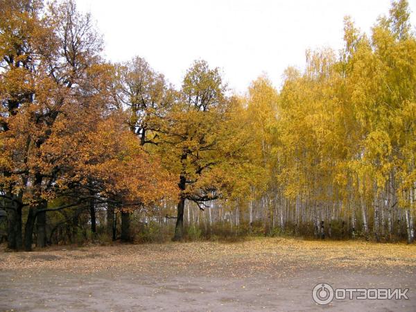 Лесопарк Кумысная поляна (Россия, Саратов) фото