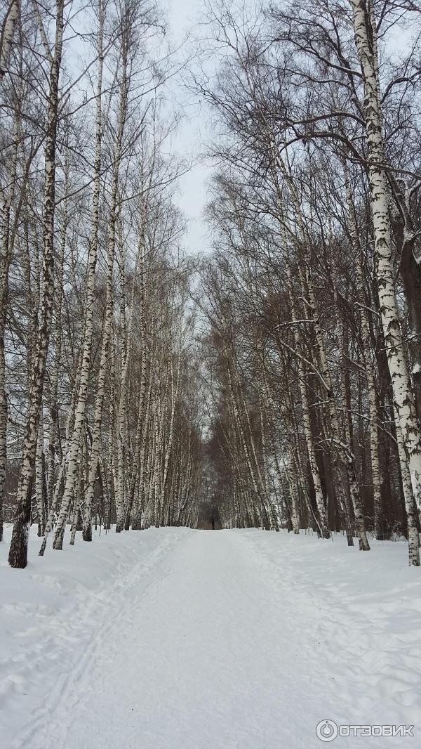 Ясная Поляна (Россия, Тульская область) фото