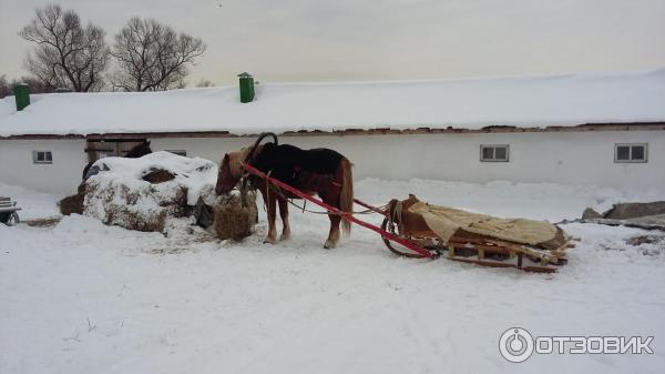 Ясная Поляна (Россия, Тульская область) фото