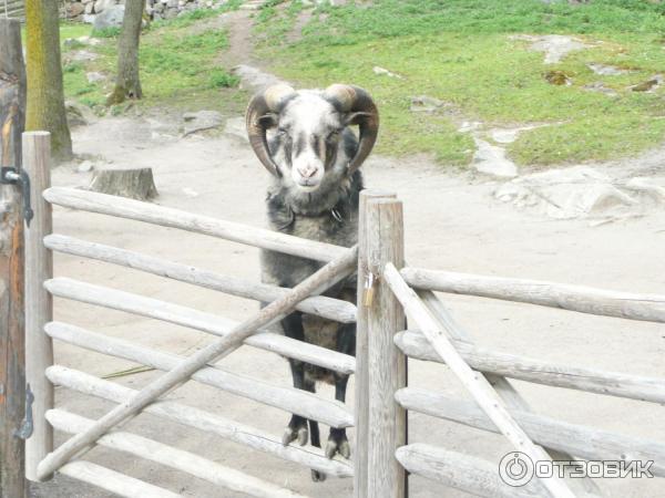 Музей Skansen (Швеция, Стокгольм) фото