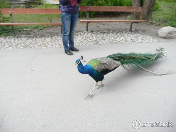 Музей Skansen (Швеция, Стокгольм) фото