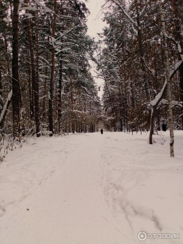 Парк культуры и отдыха Сосновый бор (Россия, Новосибирск) фото