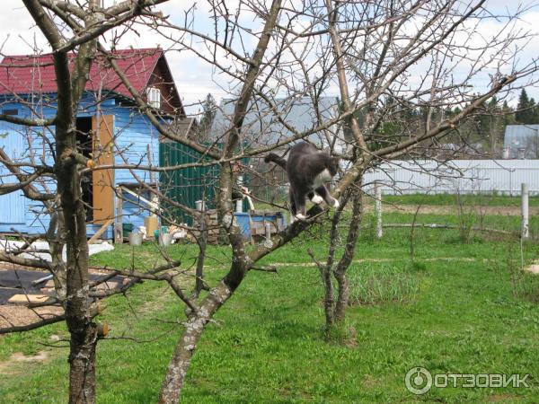 Порода кошек Дворянская фото