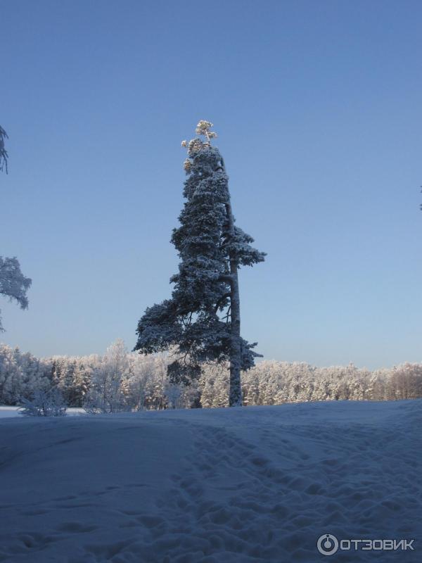 Парк Осиновая роща (Россия, Санкт-Петербург) фото