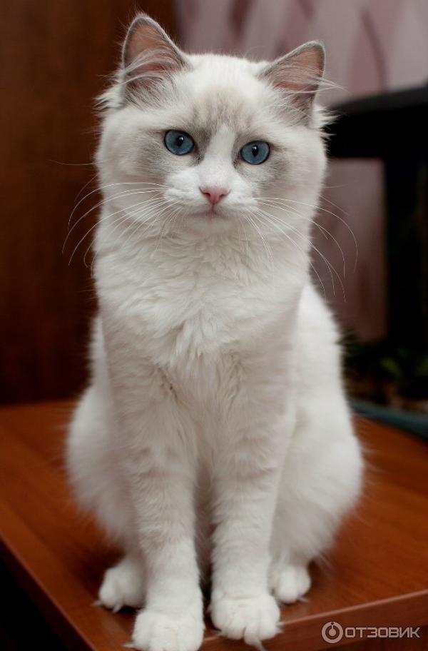 Авроре 2 года.