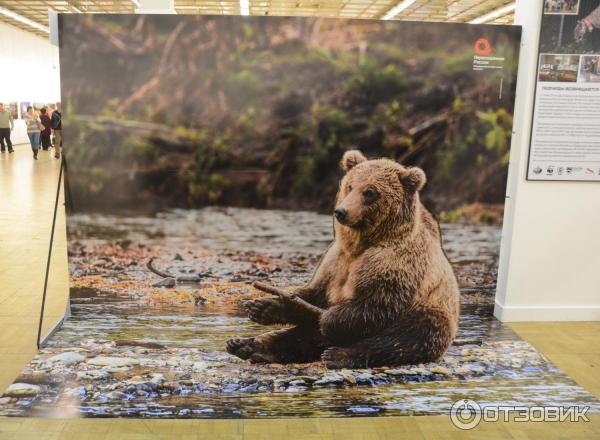 Выставка Первозданная Россия в ЦДХ (Россия, Москва) фото