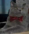 Кототигра