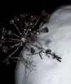 Анелес