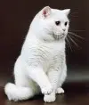 White cat06