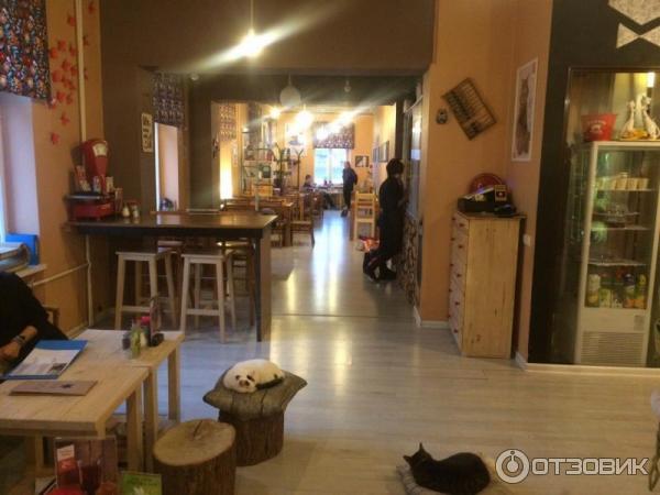 Котокафе Cat Cafe (Литва, Вильнюс) фото