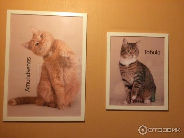 Котокафе Cat Cafe (Литва, Вильнюс) фото