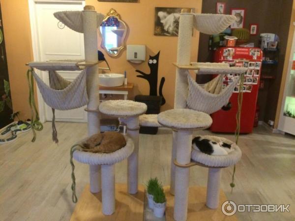 Котокафе Cat Cafe (Литва, Вильнюс) фото