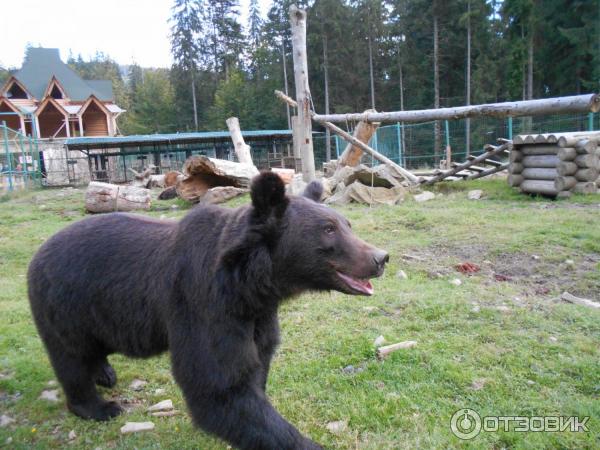 Центр бурых медведей