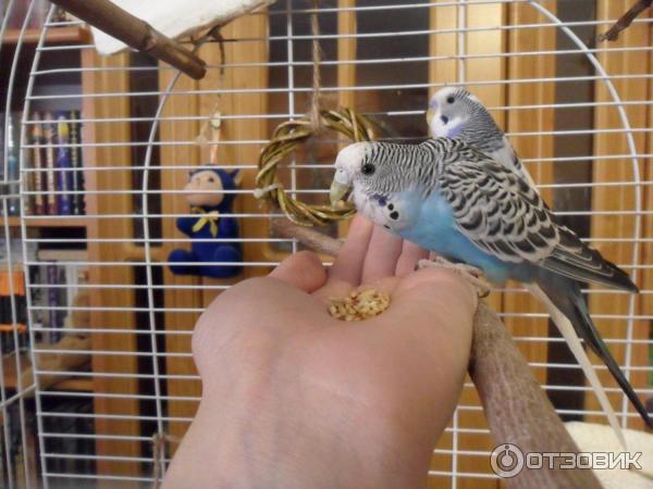 Корм для волнистых попугаев Versele-Laga Budgies Prestige (бельгийский Престиж)