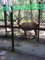 Санаторий "Сибиряк" (Россия, Бердск) фото