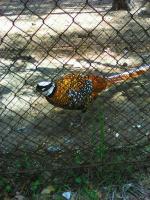 Санаторий "Сибиряк" (Россия, Бердск) фото