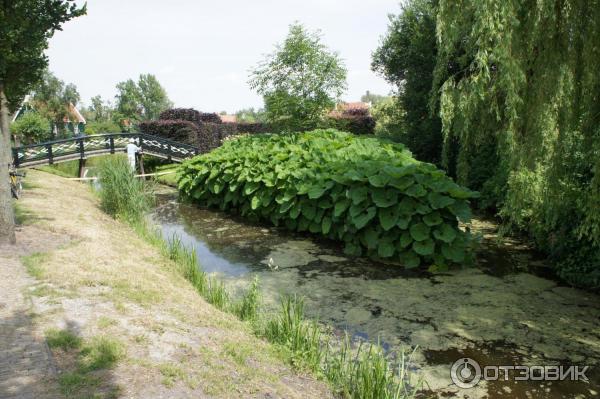 Экскурсия в Заансе Сханс (Нидерланды) фото