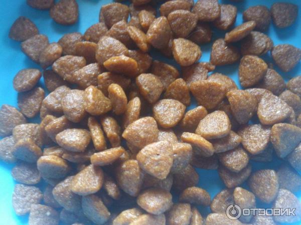 Сухой корм Royal Canin Starter для щенков с трех недель фото