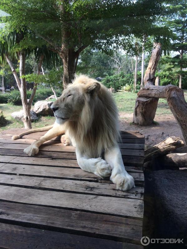 Khao kheow zoo. Зоопарк као Кео. Паттайя зоопарк Кхао. Кхао Кхео Паттайя.