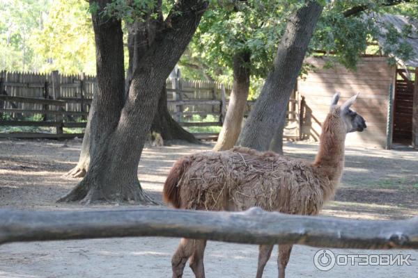 Купить Билет В Сафари Парк Краснодар