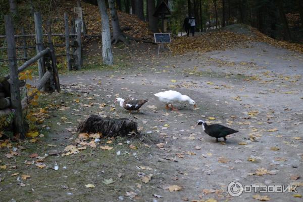 Музей народной архитектуры и быта (Украина, Львов) фото