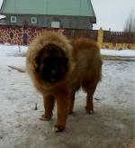 Порода собак "Тибетский мастиф" фото
