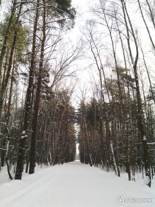 Лыжня и дорожка для прогулок