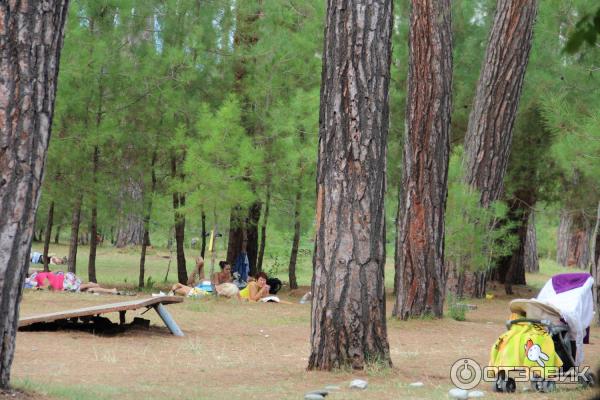 Отдых в г. Пицунда (Абхазия) фото