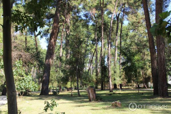Отдых в г. Пицунда (Абхазия) фото