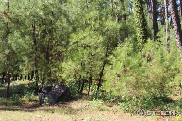 Отдых в г. Пицунда (Абхазия) фото