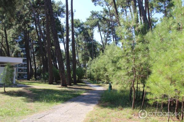 Отдых в г. Пицунда (Абхазия) фото