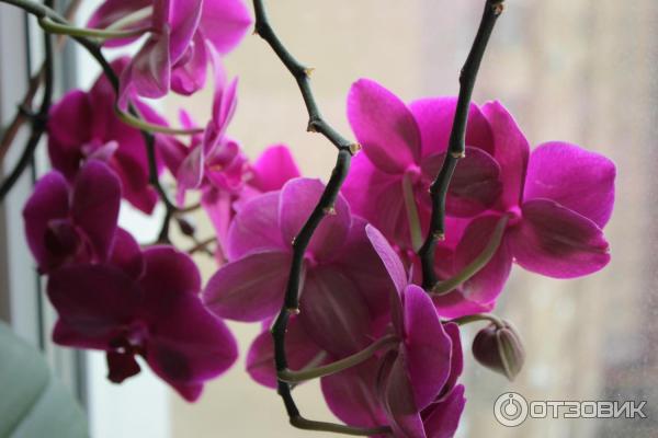 Отзыв о Грунт Peter Peat для орхидей | Очень хороший.