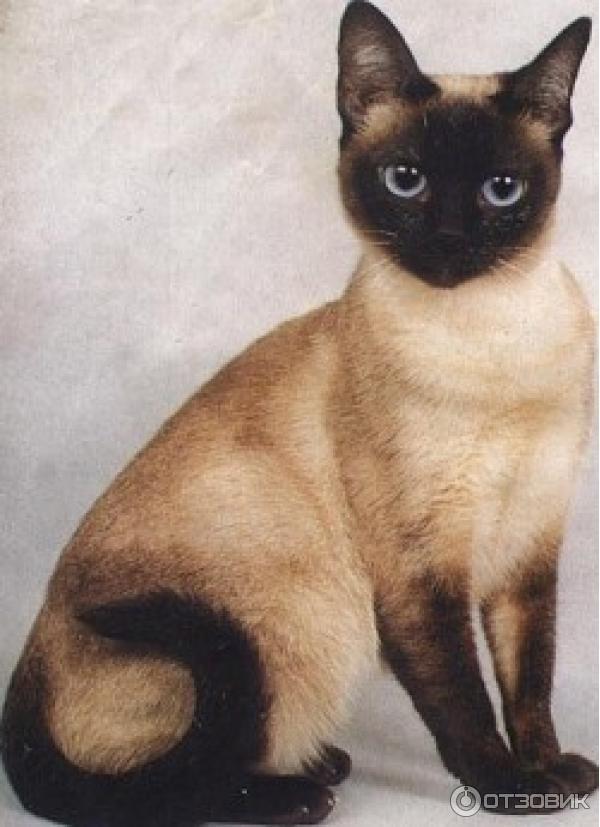 Сиамская кошка и тайская