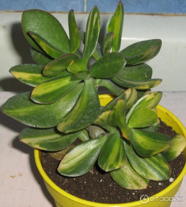 Crassula cv. Tricolor - Крассула овата сорт Триколор