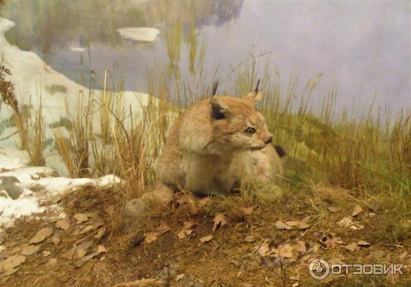 Экскурсия на башню Святого Олафа (Россия, Выборг) фото