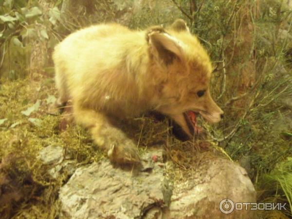 Экскурсия на башню Святого Олафа (Россия, Выборг) фото