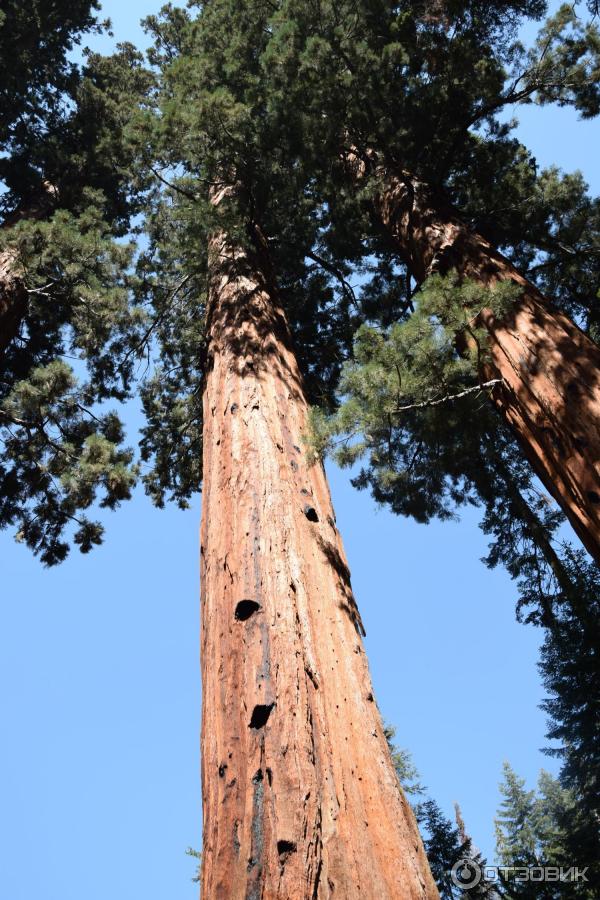 Экскурсия в национальный парк Sequoia (США, Калифорния) фото