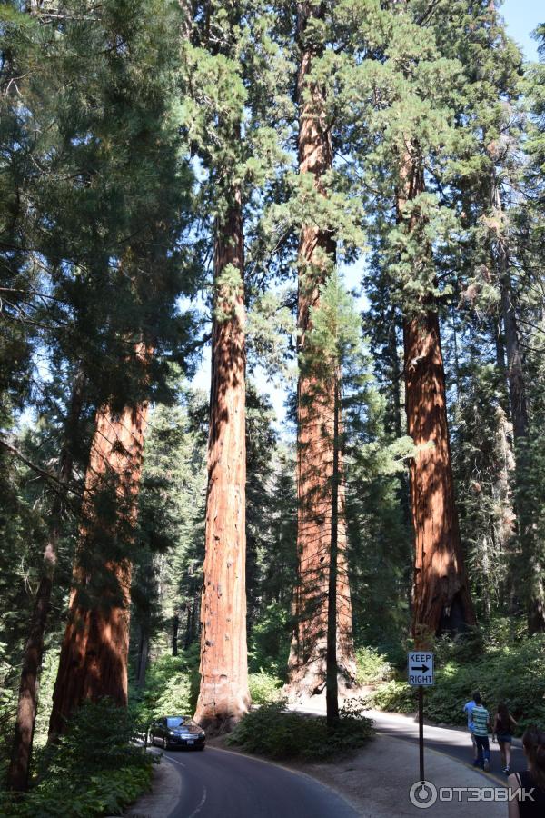 Экскурсия в национальный парк Sequoia (США, Калифорния) фото