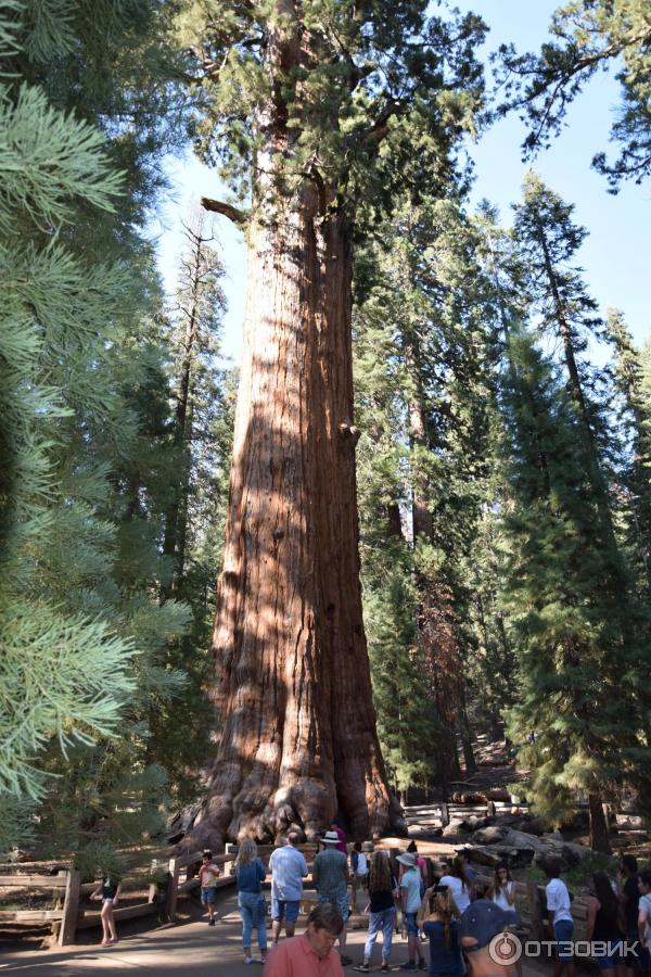 Экскурсия в национальный парк Sequoia (США, Калифорния) фото