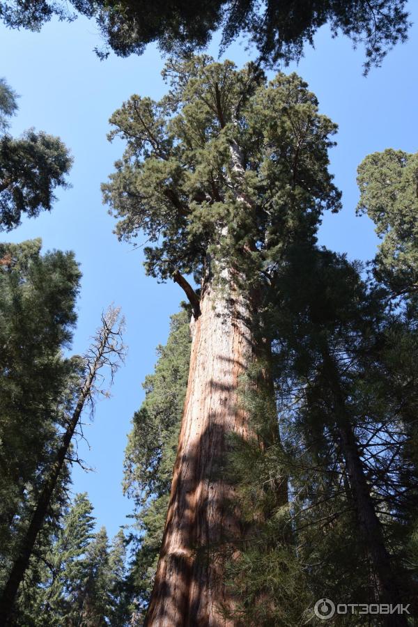 Экскурсия в национальный парк Sequoia (США, Калифорния) фото