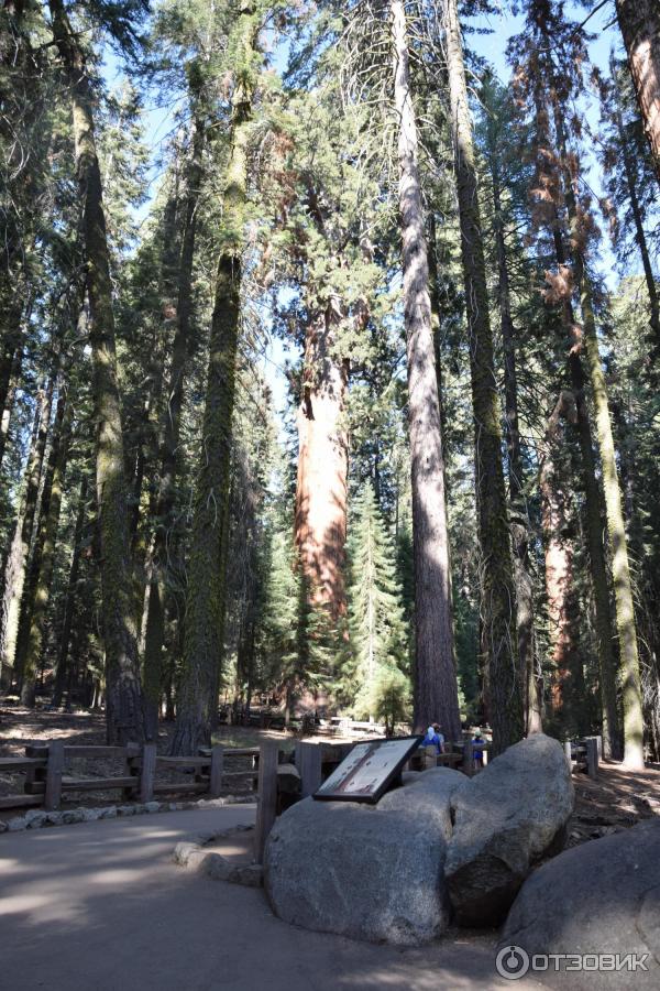 Экскурсия в национальный парк Sequoia (США, Калифорния) фото