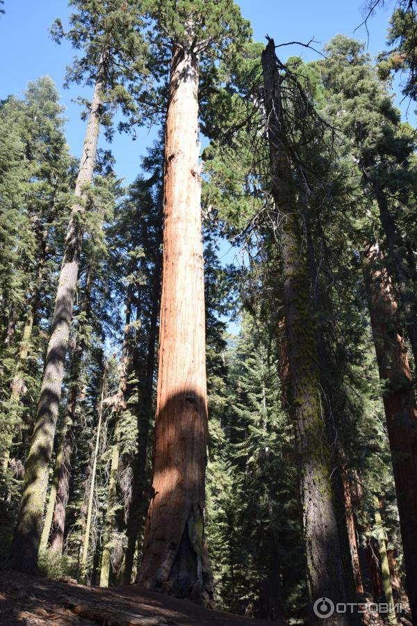 Экскурсия в национальный парк Sequoia (США, Калифорния) фото