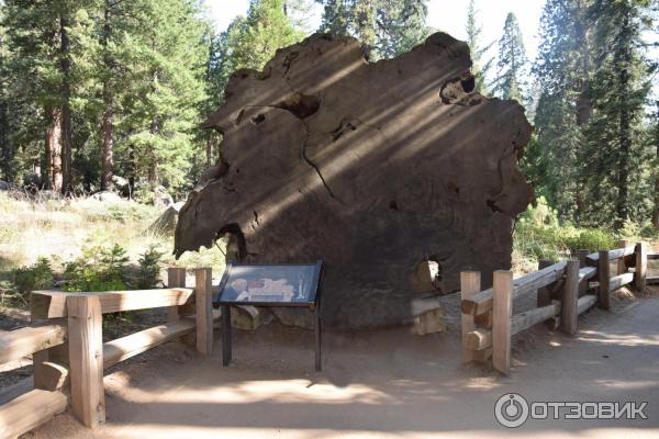 Экскурсия в национальный парк Sequoia (США, Калифорния) фото