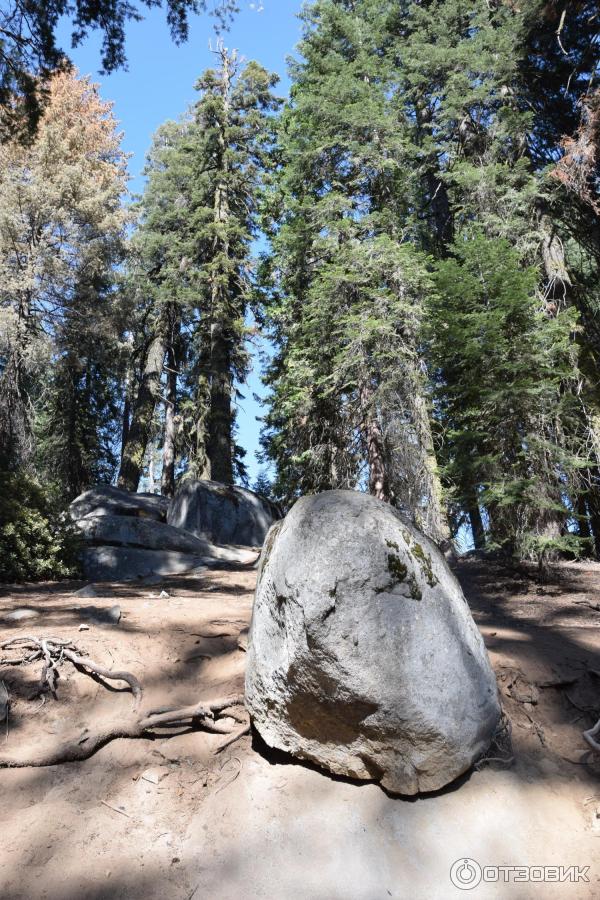 Экскурсия в национальный парк Sequoia (США, Калифорния) фото